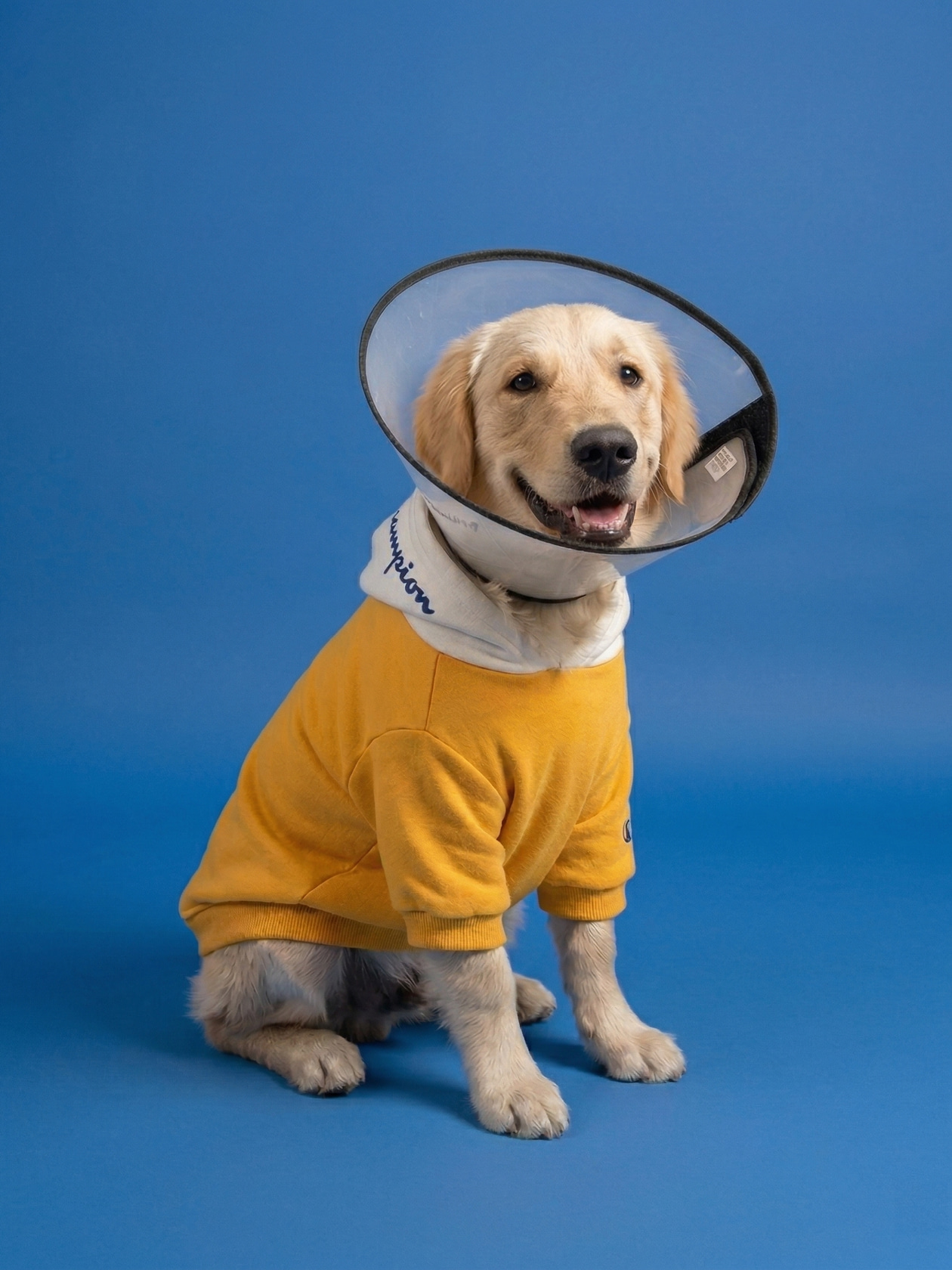 Veterinary professional with a pet companion